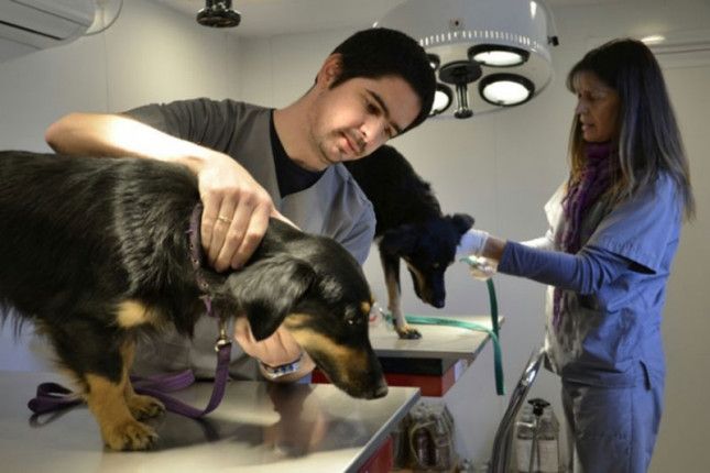 Atención veterinaria gratuita en la Ciudad