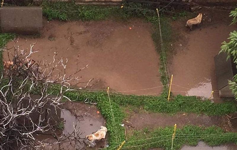 Perros en pésimas condiciones en criadero de Villa del Parque