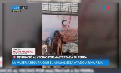 Perro rescatada Villa Devoto