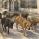 Manada perros Villa Santa Rita