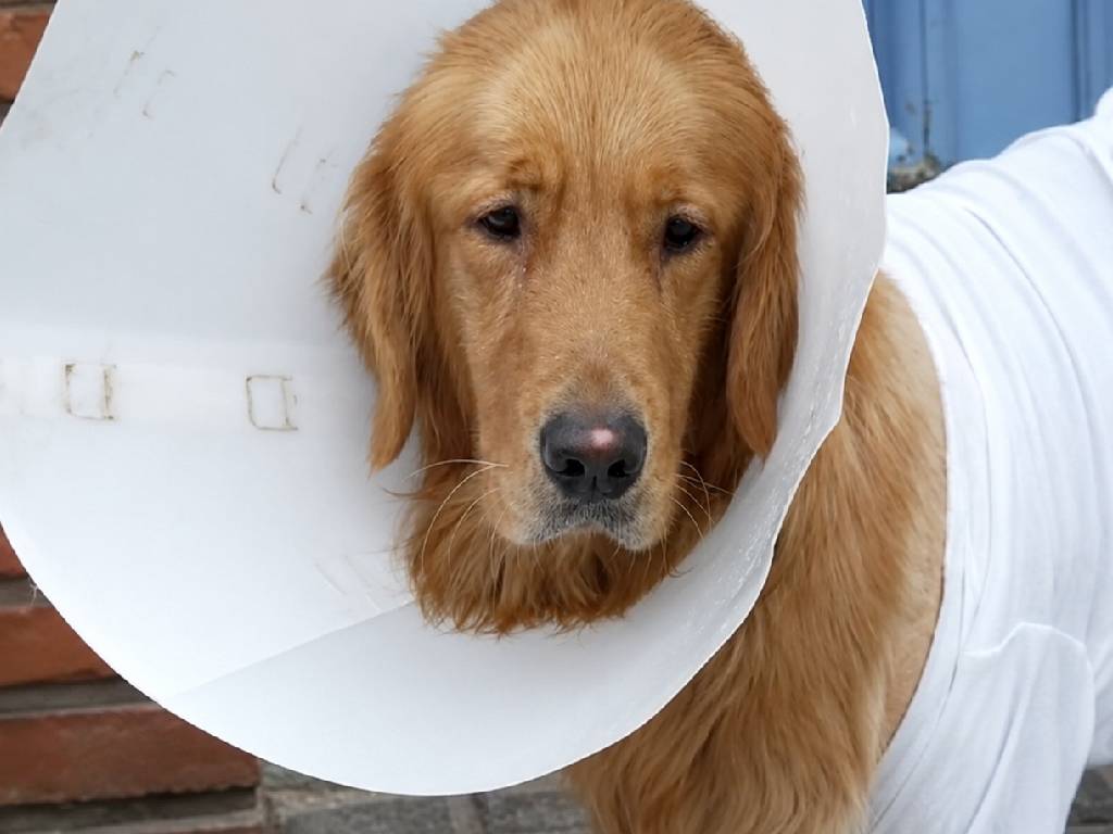 Perro Rocco
