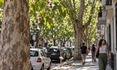 Platanos Ciudad Buenos Aires