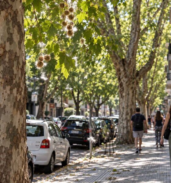 Platanos Ciudad Buenos Aires