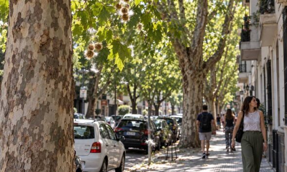 Platanos Ciudad Buenos Aires