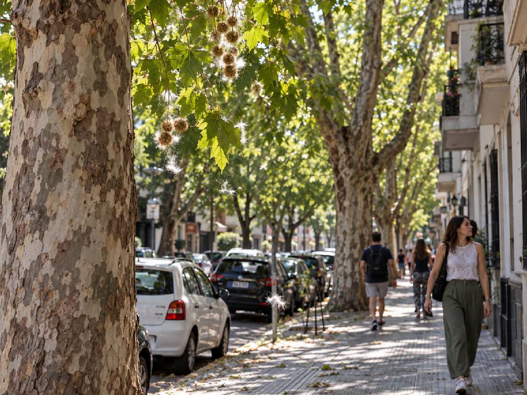 Platanos Ciudad Buenos Aires
