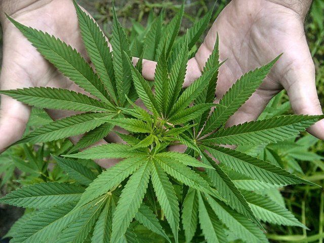 Hojas de Marihuana